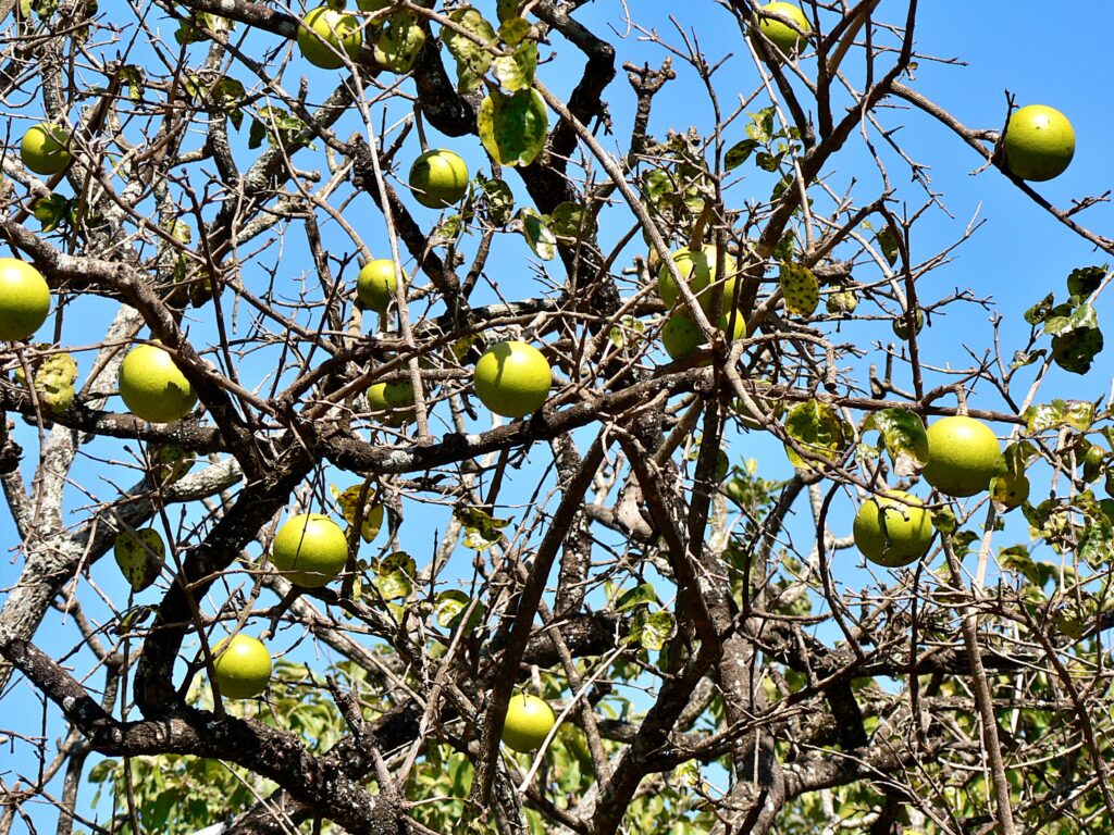 Plant Of The Week Spiny Monkey Orange Never Ending Food