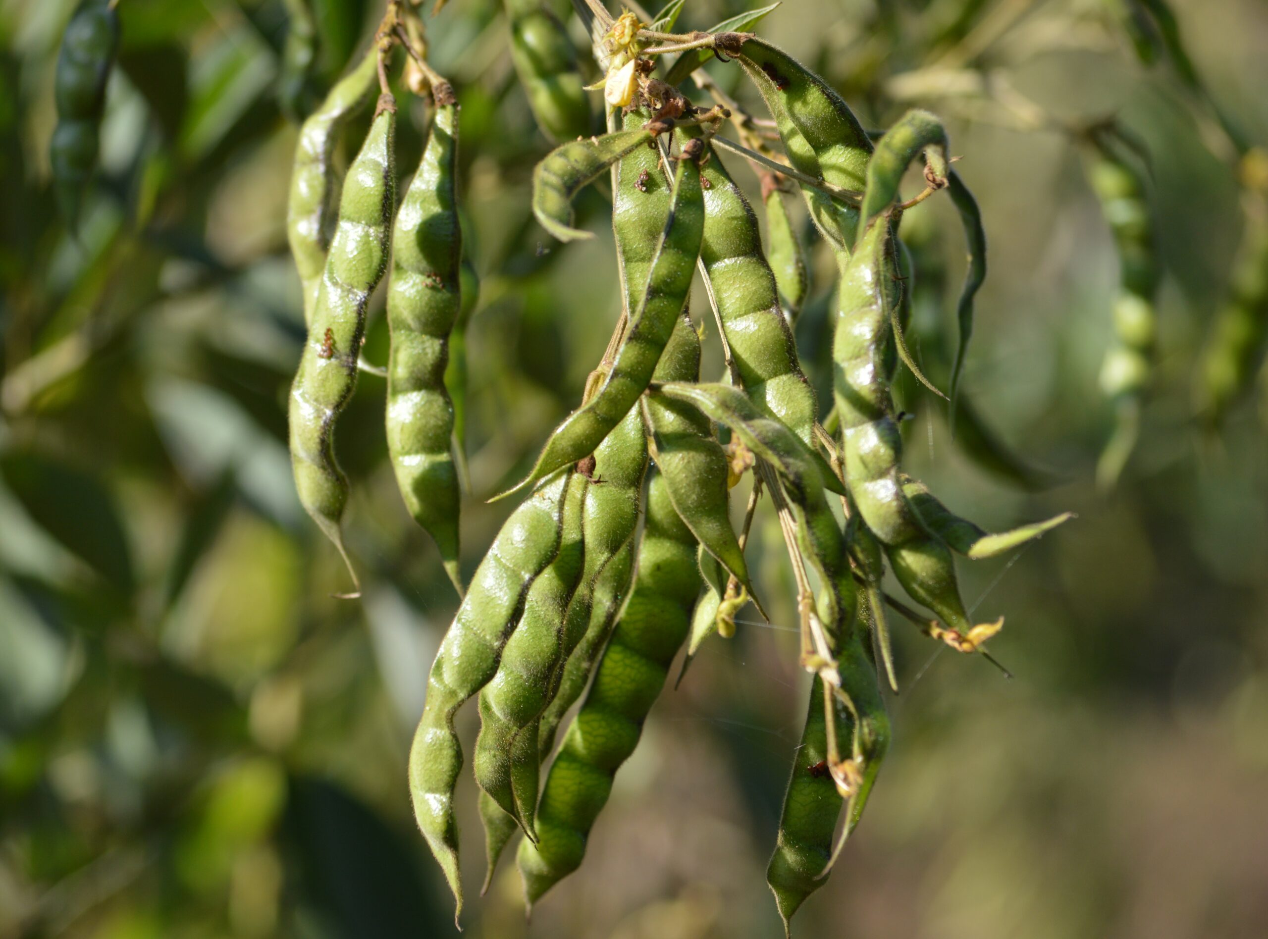 What Are Pigeon Peas? Pigeon Pea Plant Uses Growing