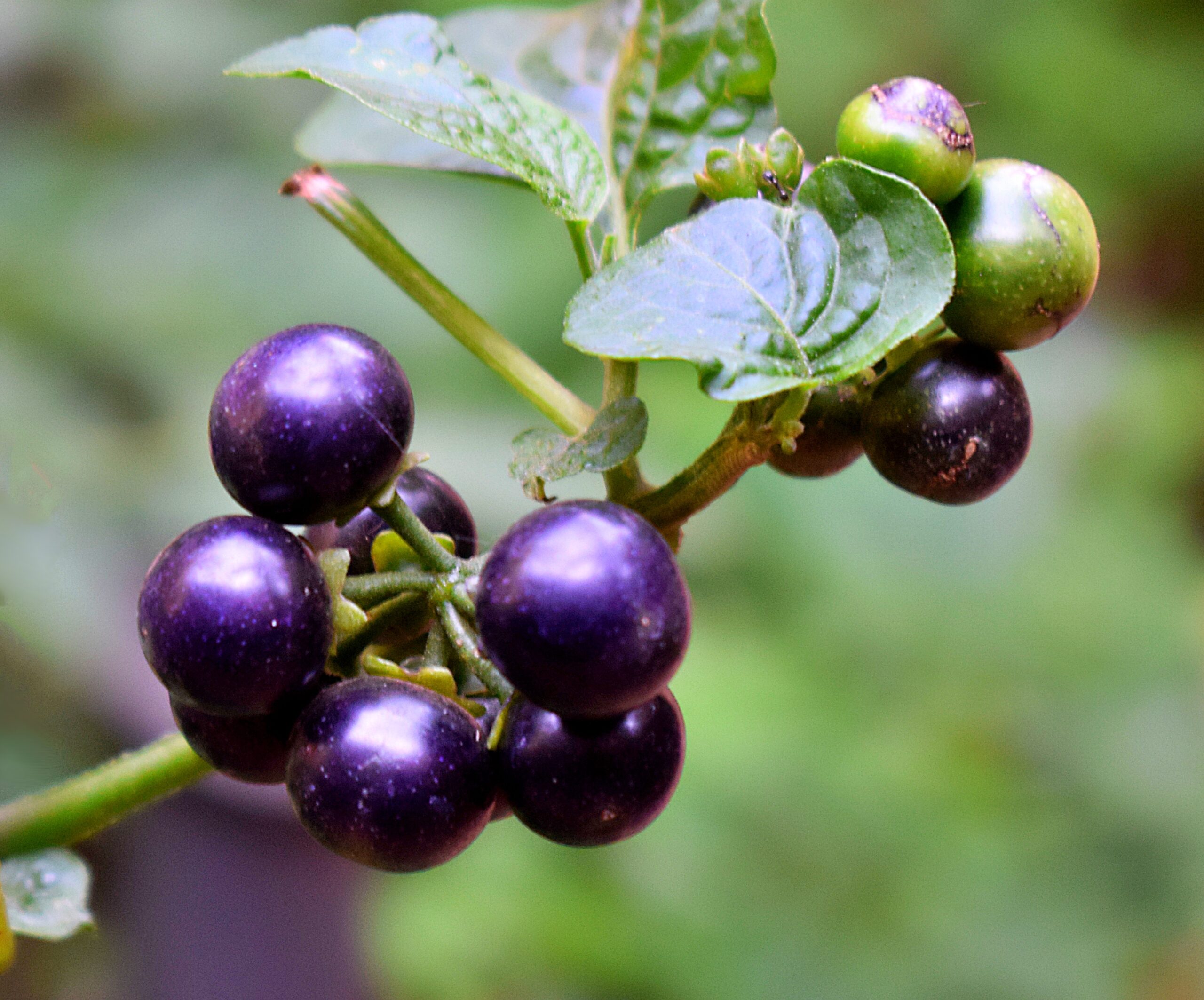 Nightshade Berries