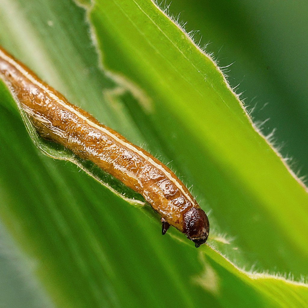 Fall Armyworm Hd Fall Armyworm (FAW) - Never Ending Food